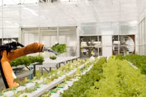 Xem robot hái rau quả thay người trong nông trại "độc nhất vô nhị"