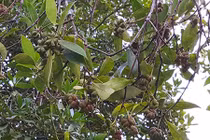 Ghé thăm thủ phủ hoa hồi thu bộn tiền ở xứ Lạng