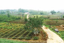 Bên trong trang trại rau hữu cơ lớn nhất Hà Nội