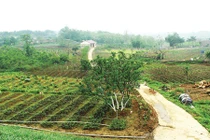 Bên trong trang trại rau hữu cơ lớn nhất Hà Nội