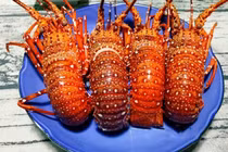 Sự thật “kinh hãi” đằng sau những con tôm hùm giá rẻ chỉ 150 nghìn/con