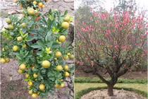 Chơi xong Tết, trồng và chăm sóc đào, quất thế nào cho đúng? 