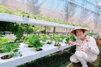 "Đột nhập" vườn rau sạch của Lý Nhã Kỳ ở Đà Lạt