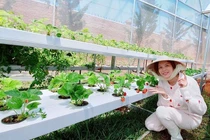 "Đột nhập" vườn rau sạch của Lý Nhã Kỳ ở Đà Lạt