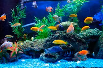 5 điều lưu ý khi nuôi cá cảnh trong nhà kẻo phạm phong thủy