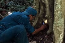 Thò tay vào từng hốc cây, hốc đá để “săn” dế rừng 