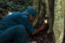 Thò tay vào từng hốc cây, hốc đá để “săn” dế rừng 