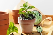 Trồng loại cây này trong bếp để thần Tài “gật gù ưng ý”, gia chủ xin gì cũng “cho“