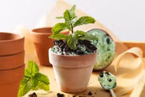 Trồng loại cây này trong bếp để thần Tài “gật gù ưng ý”, gia chủ xin gì cũng “cho“