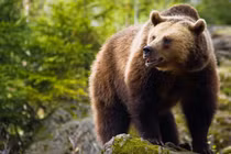 Gấu nâu “hung thần” tấn công hàng loạt người, chết bí ẩn bên nạn nhân cuối cùng YAHOO 22