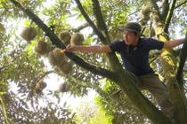 Tận mục nghề gõ sầu riêng kiếm trăm triệu mỗi tháng 