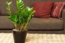 Thêm vật này trong nhà năm mới, ắt “ra ngõ có tiền“