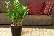 Thêm vật này trong nhà năm mới, ắt “ra ngõ có tiền“