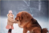 Tại sao chó ngao Tây Tạng không sợ tuyết, sống ở âm 40 độ C? 