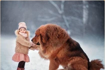 Tại sao chó ngao Tây Tạng không sợ tuyết, sống ở âm 40 độ C? 