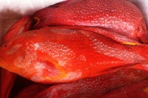 Mục sở thị cá mú đỏ triệu đồng/kg "hút" nhà giàu Việt