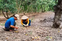 Cây tỷ đô rụng quả hàng loạt, nông dân mất hàng trăm triệu 