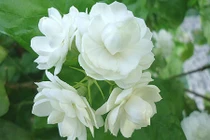 Nhà luôn tỏa hương thơm ngát khi trồng 7 loại hoa này