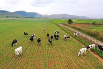 “Đổ” 1.000 tỷ vào resort bò sữa Lào, Vinamilk dẫn đầu thị trường?