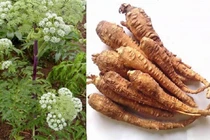 Cây và củ bạch chỉ (Ảnh minh họa).