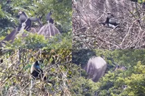 Ảnh: Thấy voọc Chà Vá chân đen quý ở núi Chứa Chan