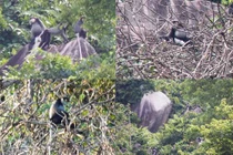 Ảnh: Thấy voọc Chà Vá chân đen quý ở núi Chứa Chan