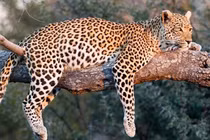 TPHCM: Phát hiện 3 con báo quý hiếm trong khu du lịch