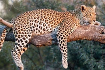 TPHCM: Phát hiện 3 con báo quý hiếm trong khu du lịch