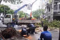 TP HCM: Mưa bão làm cây xanh ngã đổ, chập điện