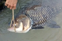 Cá hô khủng lại dính lưới ngư dân may mắn nhất sông Đồng Nai