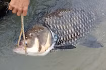 Cá hô khủng lại dính lưới ngư dân may mắn nhất sông Đồng Nai