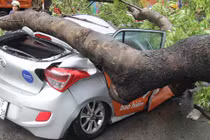 Cây cổ thụ bật gốc đè bẹp ô tô giữa Sài Gòn