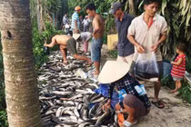 Hàng tấn cá chết bất thường, dân bất chấp nguy hiểm mua ủng hộ