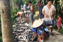 Hàng tấn cá chết bất thường, dân bất chấp nguy hiểm mua ủng hộ