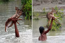 Cảm động cậu bé mạo hiểm tính mạng cứu chú nai con