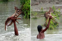 Cảm động cậu bé mạo hiểm tính mạng cứu chú nai con