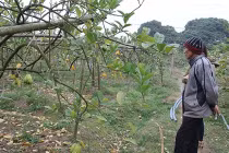 Gian nan nghề trồng cây Phật thủ