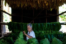 Xem quy trình sản xuất xì gà nổi tiếng Cuba