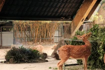 Tận mắt “công nghệ” sưởi cho thú ở công viên Thủ Lệ