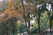Hà Nội mùa lá đỏ