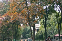 Hà Nội mùa lá đỏ