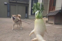 Những hình dáng siêu hài của củ, quả