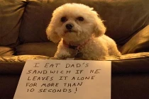 “Lời thú tội” hài hước khó đỡ của những chú cún