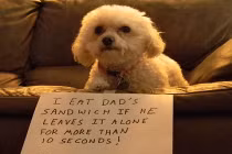 “Lời thú tội” hài hước khó đỡ của những chú cún