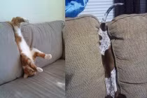 Cười té ghế với những pha mắc kẹt của chó mèo (1)