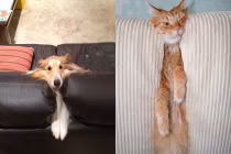 Những pha mắc kẹt hài hước của chó mèo (2)