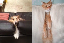 Những pha mắc kẹt hài hước của chó mèo (2)