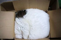 Bộ ảnh độc đáo về khả năng thu mình của mèo (2)