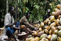 Cuộc sống khổ cực ngay trên “mỏ vàng” ca cao