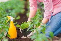 Tiện tay vứt aspirin ra vườn, 3 ngày sau không tin vào mắt mình